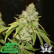 True Canna Genetics Board Leaf Black